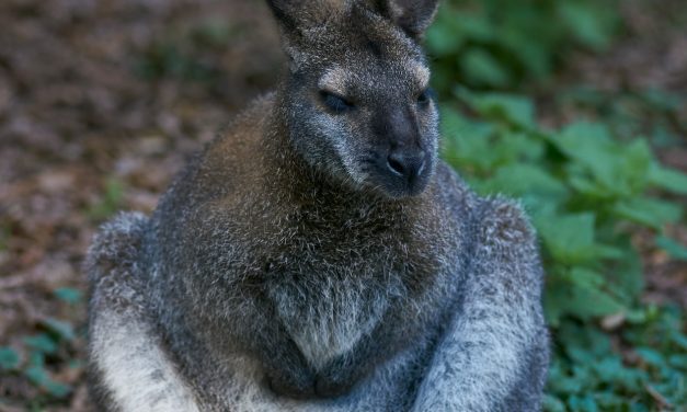 Go on a Wallaby Hunt!